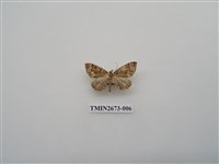 藏品(尺蛾216)的圖片